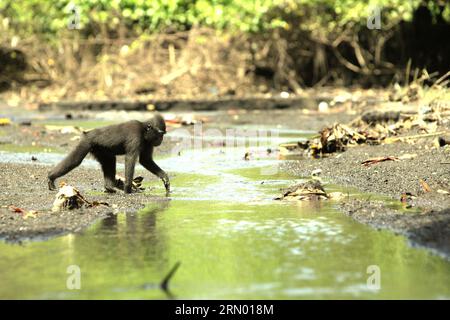 Ein Sulawesi-Makaken (Macaca nigra) mit schwarzer Haube ernährt sich auf einem Bach in der Nähe eines Strandes im Tangkoko-Wald, Nord-Sulawesi, Indonesien. Der natürliche Lebensraum dieser geschützten Art ist ein Tieflandwald, der sich vom Meeresspiegel bis auf eine Höhe von etwa 1.300 Metern erstreckt, mit einer Reichweite von etwa 2 Quadratkilometern nach Angaben von Primatenforschern. Klimawandel und Krankheiten sind neue Bedrohungen für Primaten, während Schopfmakaken zu den 10 % der Primatenarten gehören, die besonders anfällig für Dürren sind. Ein kürzlich erschienener Bericht hat gezeigt, dass die Temperatur im Tangkoko-Wald tatsächlich steigt, und die... Stockfoto