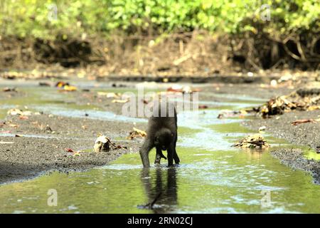 Ein Sulawesi-Makaken (Macaca nigra) mit schwarzer Haube ernährt sich auf einem Bach in der Nähe eines Strandes im Tangkoko-Wald, Nord-Sulawesi, Indonesien. Der natürliche Lebensraum dieser geschützten Art ist ein Tieflandwald, der sich vom Meeresspiegel bis auf eine Höhe von etwa 1.300 Metern erstreckt, mit einer Reichweite von etwa 2 Quadratkilometern nach Angaben von Primatenforschern. Klimawandel und Krankheiten sind neue Bedrohungen für Primaten, während Schopfmakaken zu den 10 % der Primatenarten gehören, die besonders anfällig für Dürren sind. Ein kürzlich erschienener Bericht hat gezeigt, dass die Temperatur im Tangkoko-Wald tatsächlich steigt, und die... Stockfoto