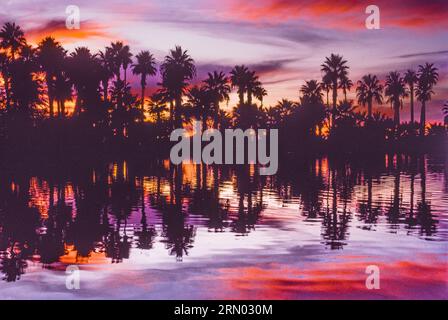 Palmen am Sunset Papago Park Pond   Phoenix, Arizona, USA Stockfoto