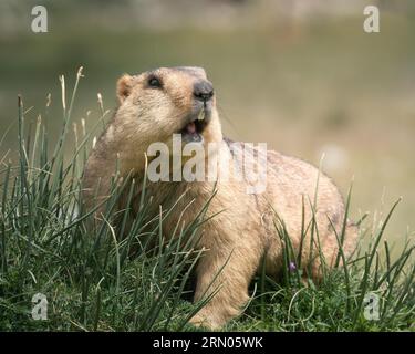 Der Himalaya Mermot Stockfoto