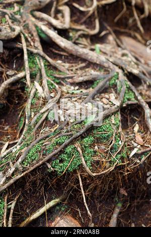 Ein Bild, das die Wurzeln eines Baums betrachtet. Die Wurzeln haben grünes Pflanzenleben, das aus ihnen wächst. Stockfoto