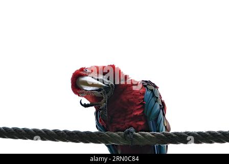 Vogel Ara Papagei in lustiger Position sitzt am Seil im Lesna Zoo Zlin, Tschechische republik. Stockfoto