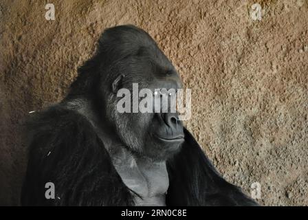 Gorilla-Porträt im Prager Zoo. Fantastischer Blick auf die Augen. Sehr intensiv. Stockfoto