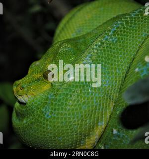 Morelia viridis alias Grüne Baumpython hängt am Baum im Prager Zoo. Schöne grüne Schlange. Stockfoto