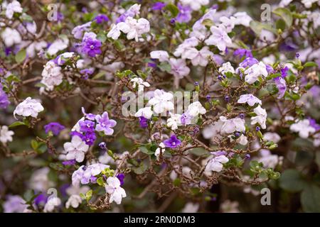 Brasilianische Regenbaumpflanze der Art Brunfelsia pauciflora Stockfoto