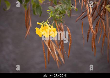 Gelber Trompetenblütenbaum der Art Tecoma stans Stockfoto