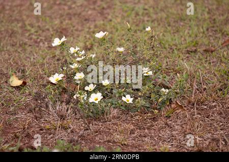 Kubanische Butterblumenpflanze der Art Turnera subulata Stockfoto