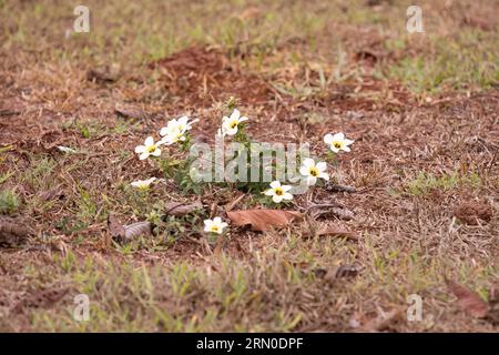 Kubanische Butterblumenpflanze der Art Turnera subulata Stockfoto