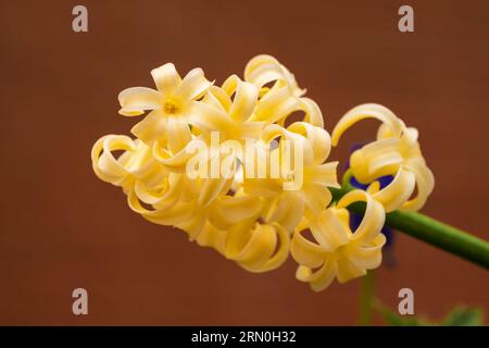 Gelbe Hyazinthe (Hyacinthus orientalis) blüht im Garten, traditionelle osterblume, osterfrühlingshintergrund Stockfoto
