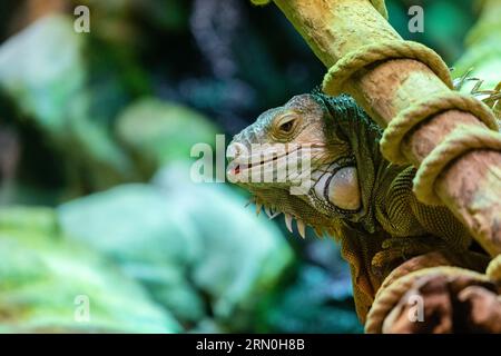 Nahaufnahme eines großen grünen Leguanas auf einem Zweig im Waldhintergrund Stockfoto