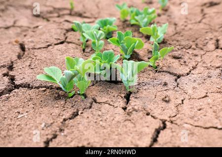 Erbsensämlinge wachsen auf gerissenem Land, Nordchina Stockfoto