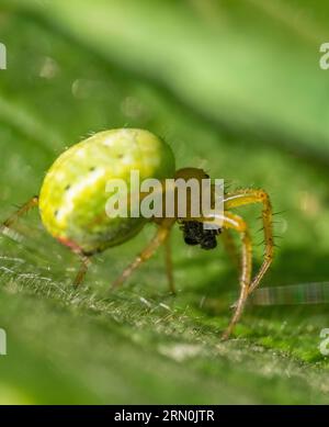 Makroaufnahme einer Gurkenspinne mit Beute in den Krallen Stockfoto