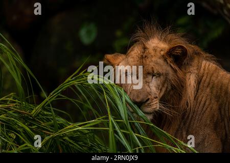 Porträt eines afrikanischen Löwen, Panthera leo, Südafrika. Foto gegen grünes Gras, Nahaufnahme mit Kopierraum für Text Stockfoto