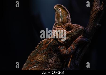 Chamäleon-Nahaufnahme. Mehrfarbiges, wunderschönes Chamäleon-Naht-Reptil mit bunter, heller Haut. Das Konzept der Verkleidung und des strahlenden Fells. Exotische Tropica Stockfoto