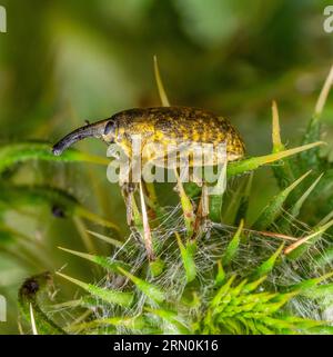 Seitlich schräger Schuss eines Canada Thistle Bud Weevil auf einem Distelblütenkopf Stockfoto