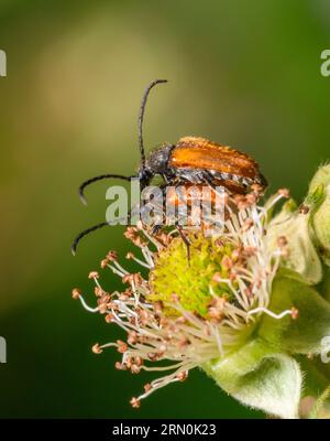 Nahaufnahme mit niedrigem Winkel, die zwei sich paarende Fee-Ring-Langhorn-Käfer auf einem Blumenkopf zeigt Stockfoto