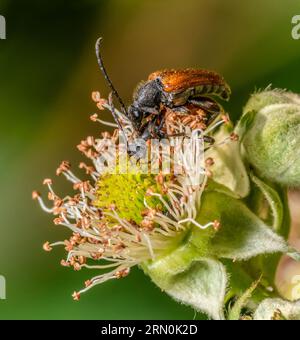 Nahaufnahme mit niedrigem Winkel, die zwei sich paarende Fee-Ring-Langhorn-Käfer auf einem Blumenkopf zeigt Stockfoto