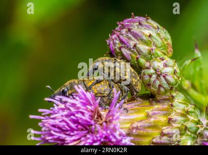 Ein schwacher Schuss zeigt zwei sich paarende Canada Thistle Bud Weevils auf einem Distelblütenkopf Stockfoto