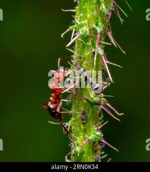 Makroaufnahme mit zwei Ameisen, die einige Blattläuse auf einem Pflanzenstiel ernähren Stockfoto