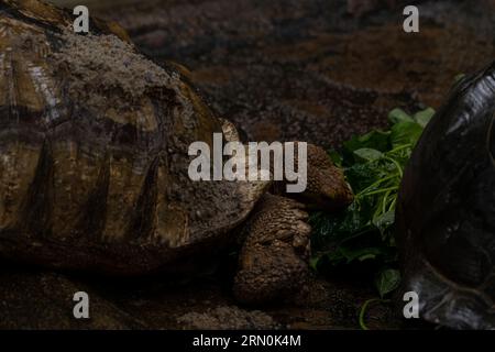 Sulcata-Schildkröte, die Blätter in Nahaufnahme isst, dunkles Schlüsselbild mit Kopierraum für Text Stockfoto