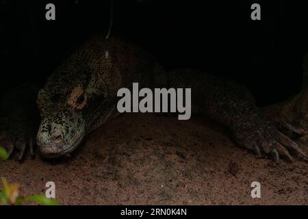 Komodo-Drache ist im Dunkeln auf dem Boden. Interessante Perspektive. Die Tiefpunktfotografie. Indonesien. Komodo-Nationalpark. Stockfoto