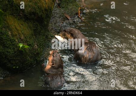 Brauner Otter, der von der Kamera wegschaut. Otter auf einem Felsen in der Wildnis, der sich nach vorne freut. Stockfoto