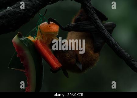 Nahaufnahme des malaysischen fliegenden Fuchses, der Obst isst, dunkles Schlüsselbild am regnerischen Tag Stockfoto