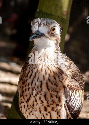 Steinflocken, Burhinus grallarius, Burhinus magnirostris, Burhinidae, Southern Curlew, Cairns, Australien. Stockfoto