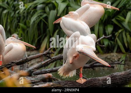 Fünf große weiße Pelikane, die während des Regentages auf dem Baum stehen, mit einem Pelikan mit dem Gesicht zur Kamera mit offenem Mund. Lustiges Vogelkonzept Stockfoto