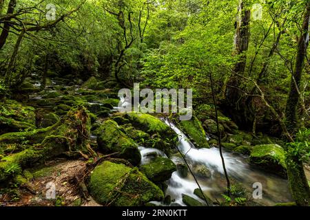 Kleine Wasserstrahlen in Mooswäldern, Shiratani Unsuikyo Ravine, Yakushima Insel, Kagoshima, Japan, Asien Stockfoto