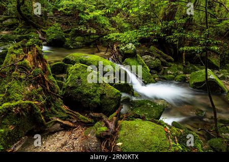 Kleine Wasserstrahlen in Mooswäldern, Shiratani Unsuikyo Ravine, Yakushima Insel, Kagoshima, Japan, Asien Stockfoto