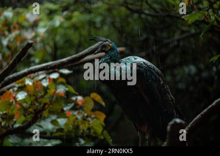 Pfauenmännchen sitzt auf einem Zweig unter dem Regen, Kopierraum für Text, dunkler regnerischer Wald Stockfoto