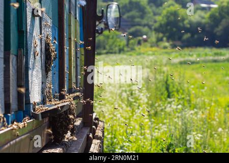 Nahaufnahme fliegender Bienen. Holzbienenstock und Bienen. Jede Menge Bienen am Eingang des alten Bienenstocks in der Bienenkammer. Arbeitende Bienen auf der Planke. Rahmen eines Bienenstocks. Stockfoto