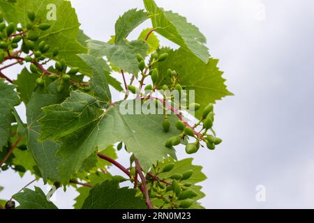 Blühende Trauben am blauen Himmel. Blühende Rebe. Weinrebe mit jungen Blättern und Knospen, die im Weinberg blühen. Stockfoto