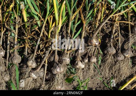 Der ausgegrabene Knoblauch wird an einem Sommertag auf einem Gartenbett getrocknet. Stockfoto