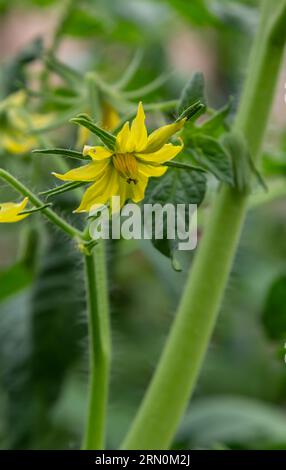 Nahaufnahme der vollständig offenen, leuchtend gelben Tomatenblume inmitten grüner Tomatenblätter. Elegantes romantisches Bild blühender Tomatenpflanzen und kreativ Stockfoto