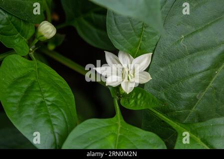 Blume bell pepper unter grünen Blättern in den Garten. Stockfoto