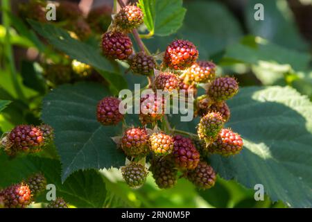Reife und Unreife Brombeere auf der Bush mit selektiven Fokus. Bündel von Beeren. Stockfoto
