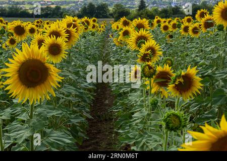 Sonnenblumen wachsen auf dem großen Feld. Wunderbarer Panoramablick auf die Sonnenblumen im Sommer. Lange Reihen schöner gelber Sonnenblumen auf dem Feld U Stockfoto