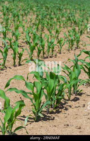 Reihen von Maiskeimen beginnen zu wachsen. Junge Maiskeimlinge wachsen in einem fruchtbaren Boden. Ein landwirtschaftliches Feld, auf dem junger Mais aufwächst. Ländliche Gebiete Stockfoto