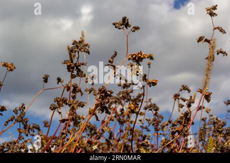 Reife Buchweizenpflanzen auf dem Feld. Selektiver Fokus. Geringe Schärfentiefe. Stockfoto