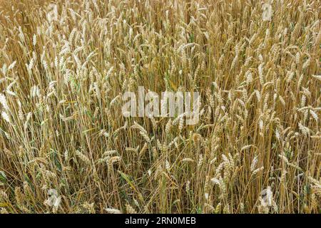 Getreide auf dem Feld, frisch für die Ernte, goldener Weizen in der Sonne. Felder voller Getreide. Goldenes reifes Korn, Gelb, goldener Hintergrund. Die Landschaft des Kuchen Stockfoto