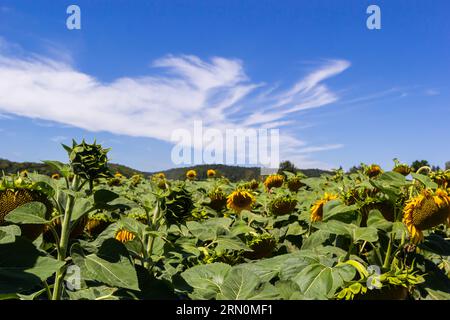 Sonnenblumenköpfe, die am Ende der Vegetationsperiode auf einem landwirtschaftlichen Feld im Herbst mit Samen geerntet werden. Stockfoto