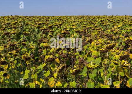 Sonnenblumenköpfe, die am Ende der Vegetationsperiode auf einem landwirtschaftlichen Feld im Herbst mit Samen geerntet werden. Stockfoto