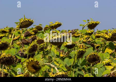 Sonnenblumenköpfe, die am Ende der Vegetationsperiode auf einem landwirtschaftlichen Feld im Herbst mit Samen geerntet werden. Stockfoto