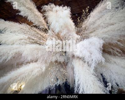 Getrocknete Pampas Gras oder Cortaderia selloana Arrangement für die Inneneinrichtung, an der Decke oben hängend, beige oder Erdfarbe, stilvolle Atmosphäre Stockfoto