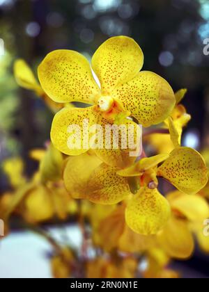 Gelbe Orchidee oder Vanda Mokara, tropische Blume im lokalen Garten, Mokara Orchidaceae, Schönheit natürliche Form und Form von Blüten, tropische Blumen Stockfoto