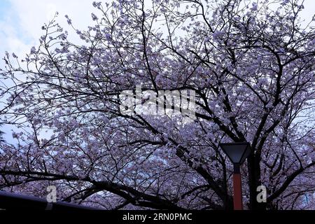 Kirschblüten am Meguro River in Meguro City, Tokio, Japan Stockfoto
