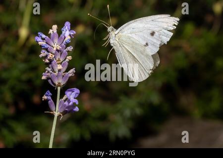 Ein Schmetterlingskohl-Weiß fliegt in einem Garten um eine lavandula-Blume. Stockfoto