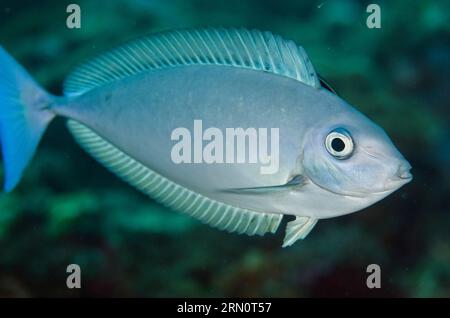 Schlanker Unicornfish, NASO hexacanthus, in Reinigungsfarben, Dropoff Tauchplatz, Seraya, Karangasem, Bali, Indonesien Stockfoto